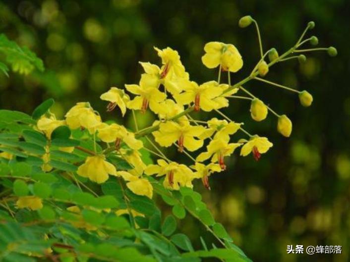 农村人称“母狗刺”，枝干里却藏着真家伙，售价1斤8800元