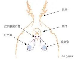 猫咪会长毛囊炎吗,猫咪会长老年斑吗