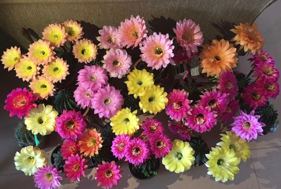 仙人球花期一般持续多久,仙人球早晚开花的变化