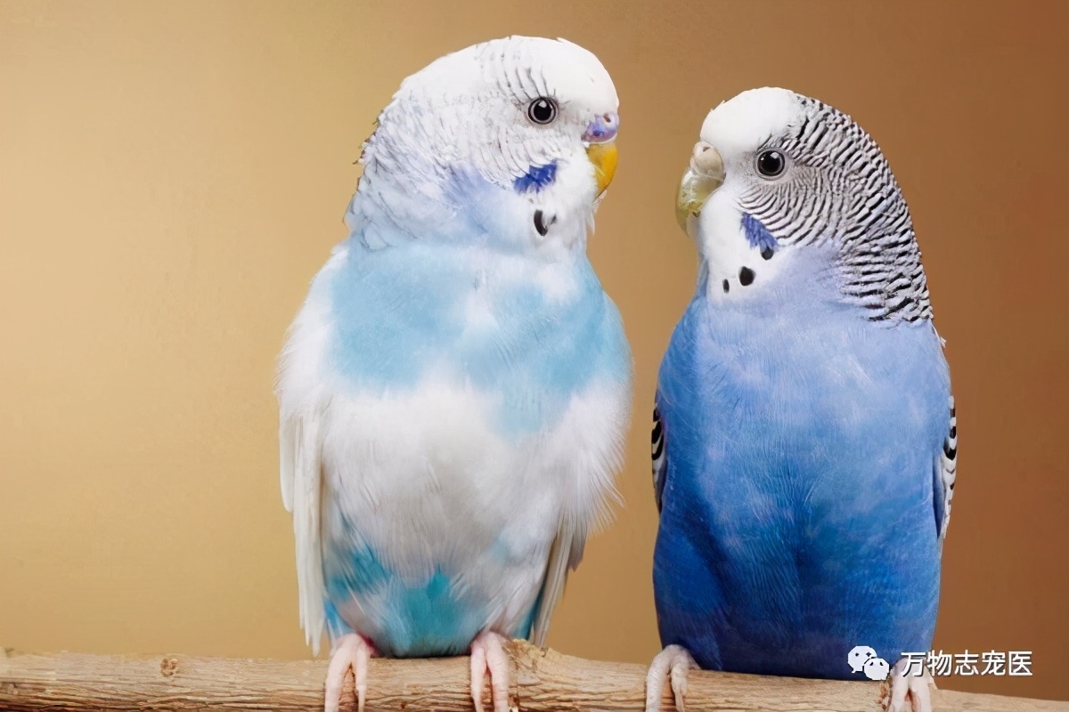 养鹦鹉注意事项和必备用品,养宠的危害