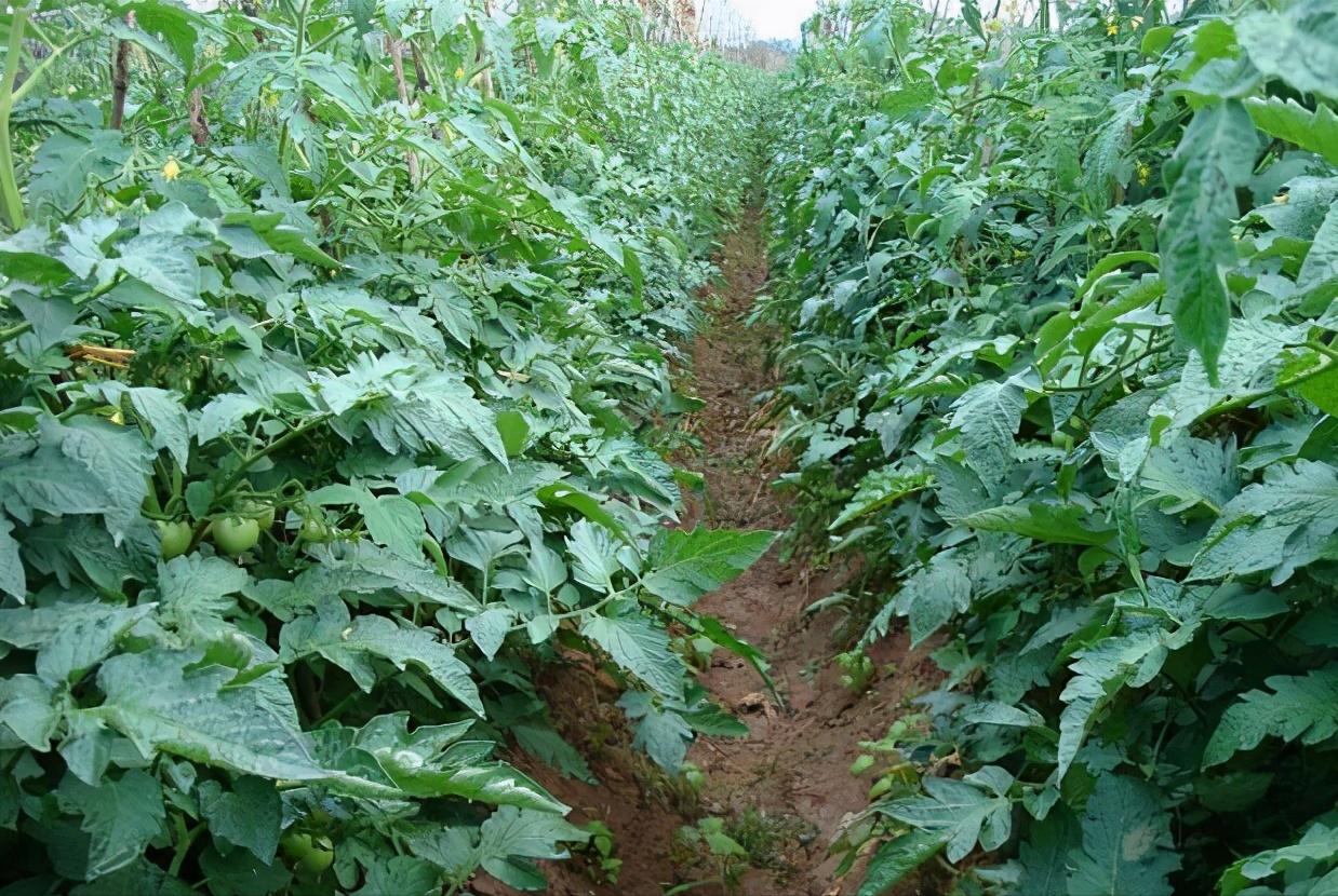 哪个药治番茄细菌性叶斑病好,番茄白粉病和灰叶斑病用什么药