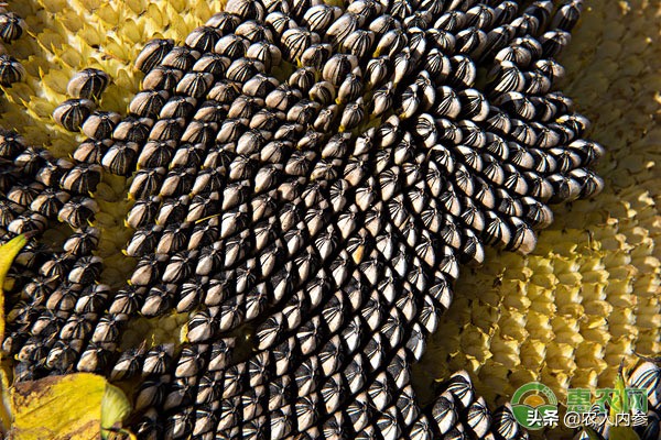 菜籽油花生油葵花籽油多少钱一斤,葵花籽菜籽油哪个价格高