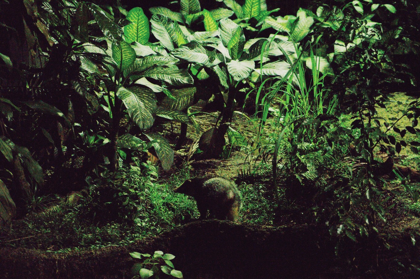 中国蝙蝠动物园,中国有蝙蝠的动物园