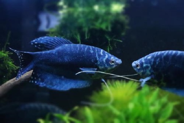 不打氧无过滤能养的小观赏鱼,不用氧气泵就能养的观赏鱼