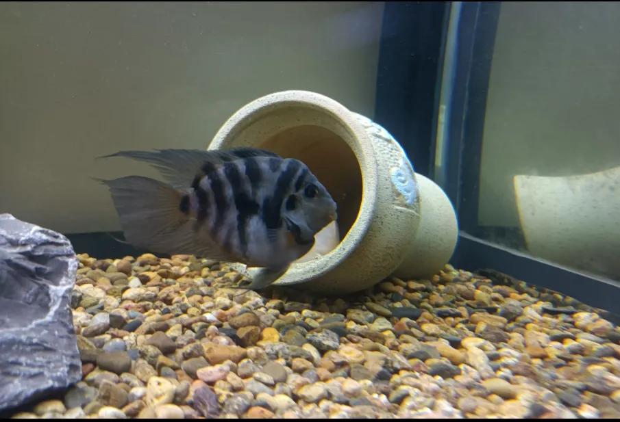 鹦鹉鱼可以跟迷你鹦鹉鱼一起养吗,迷你鹦鹉鱼和鹦鹉鱼能混合吗