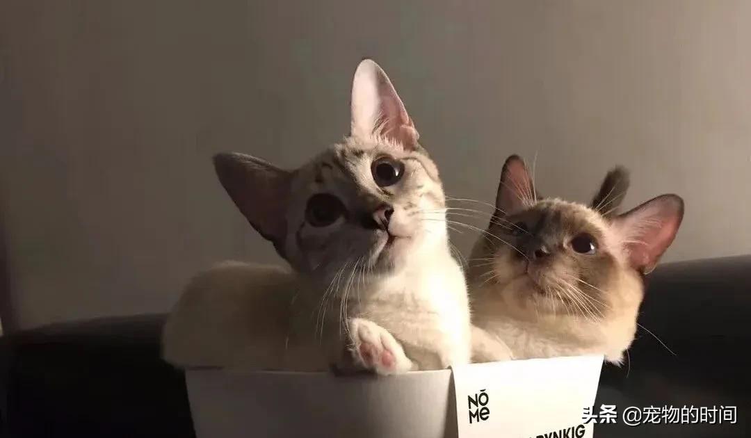 新手养成年猫咪的基础知识,养猫咪新手入门必备知识100个