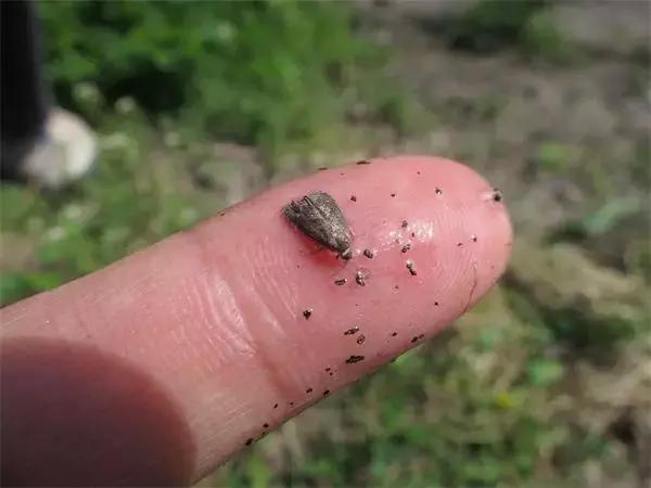 桃树病虫害防治与用药,桃树病虫害防治全年用药