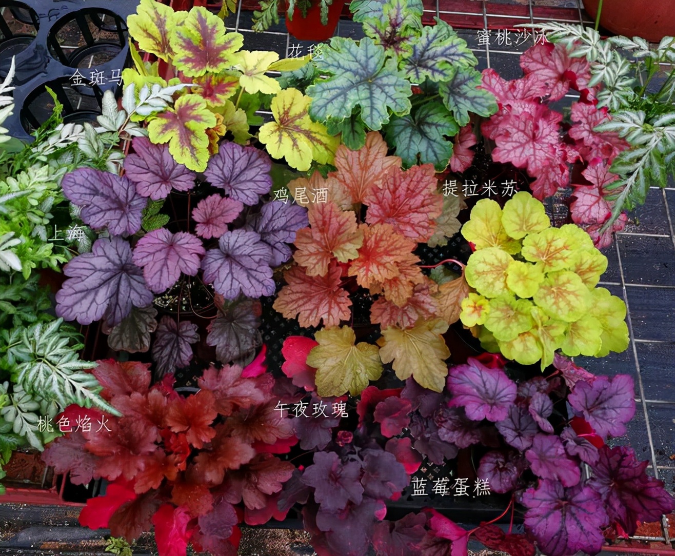 这“38种花”，当你开始收集品种时，你已入坑颇深