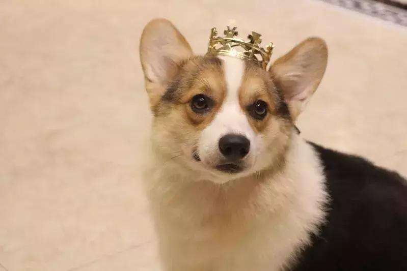 马克深圳最秀狗咖