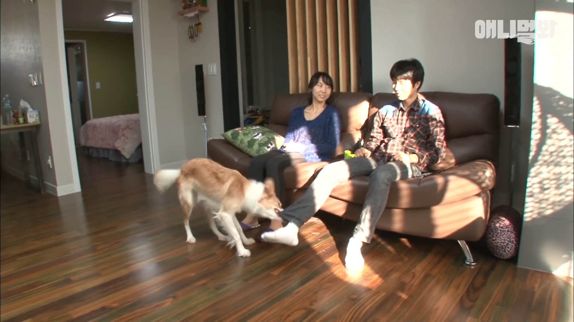 足球比赛现场一只狗狗误入球场,足球赛场上踢球的狗狗