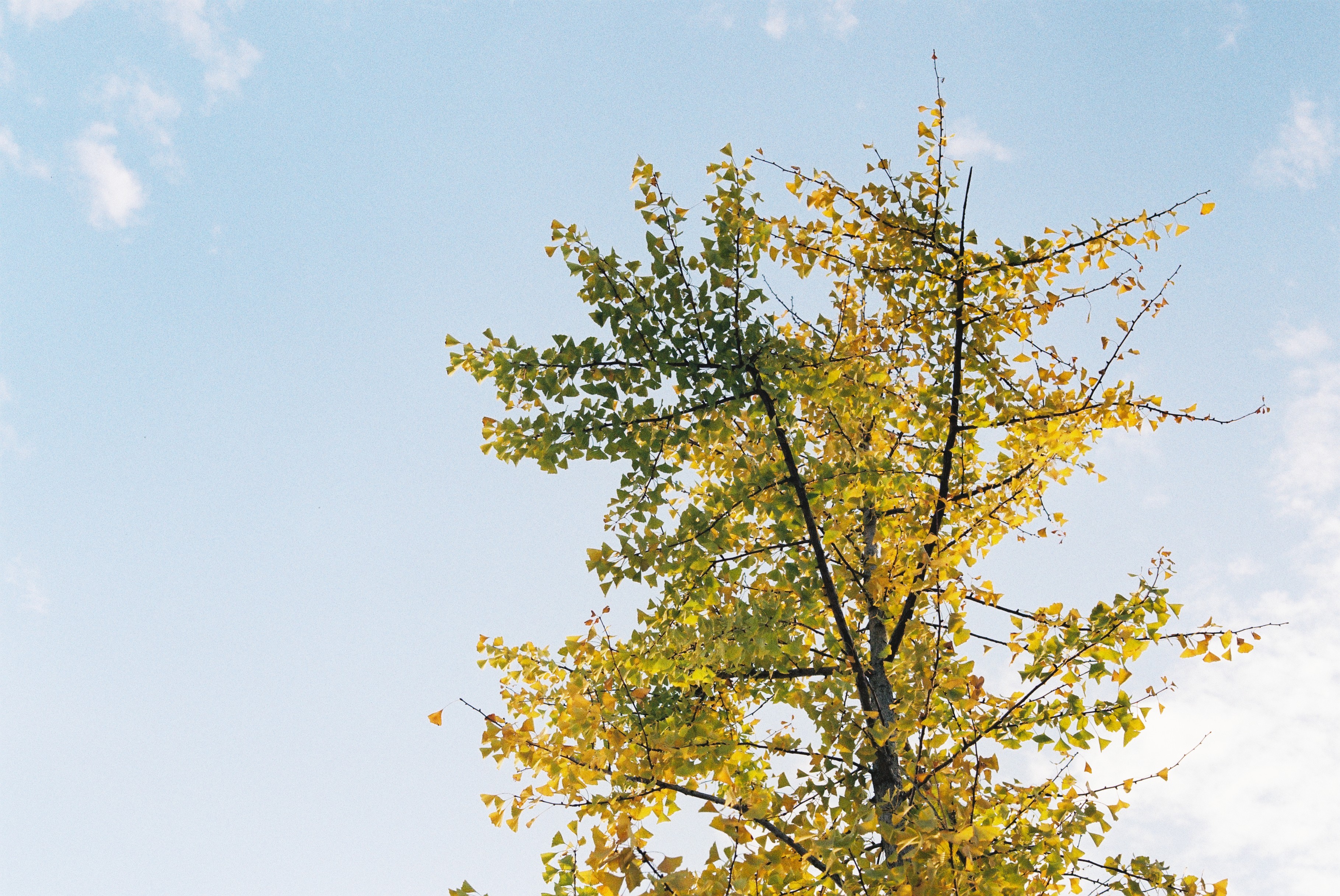 胶片拍出来不晒是什么样子的,日系胶片拍摄过程