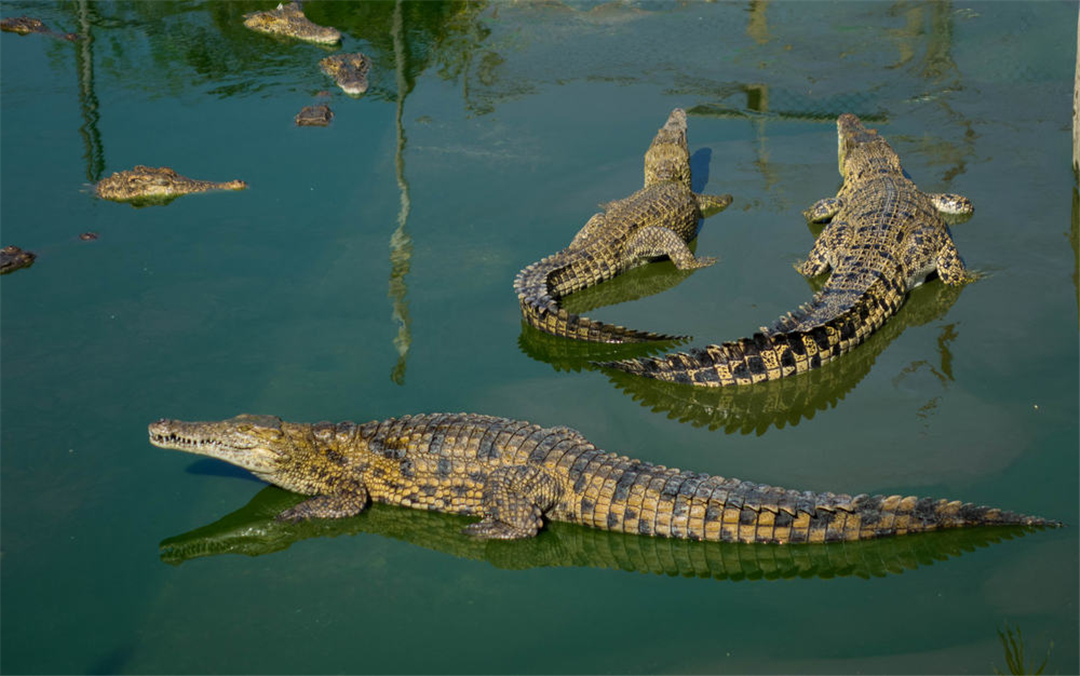 大白鲨和咸水鳄体型对比,大白鲨能在多深水游动