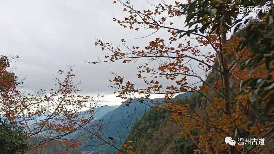 温州茶山红枫古道,浙江温州永嘉红枫古道