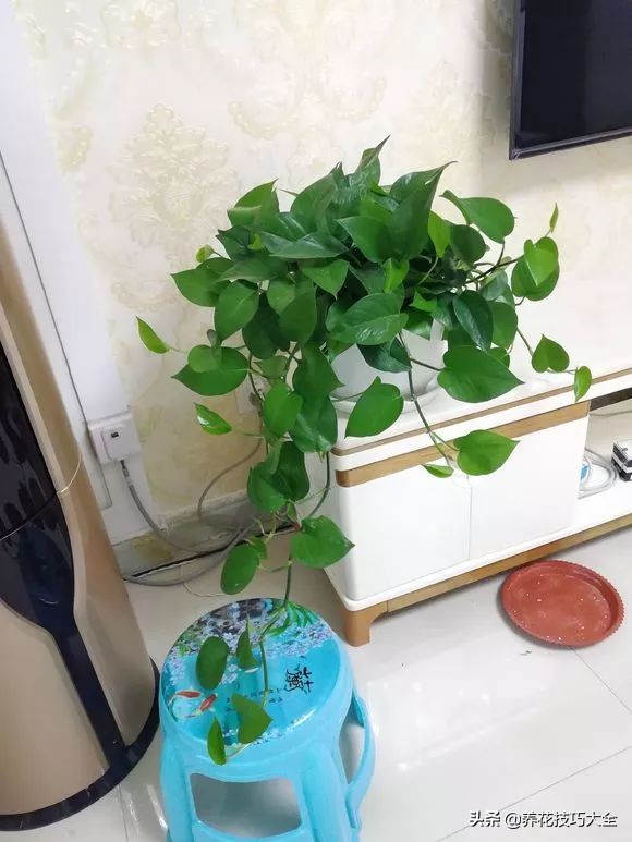 绿萝成灾的最佳方法,家里的绿萝也需要养护和管理