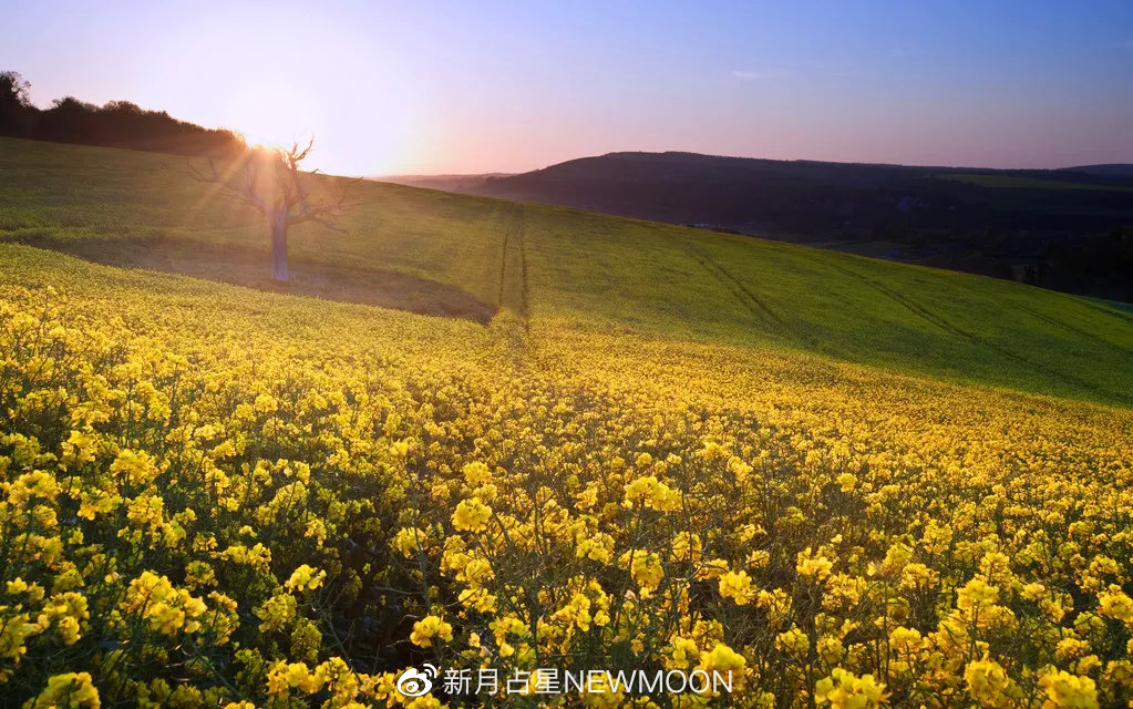 “金天蝎是信任他人,金金牛是被他人信任”|7款金星的真实心声