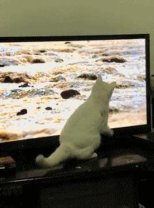 搞笑gif惊讶原来渣猫长这个样子,搞笑gif段子最后这只猫也太萌了吧