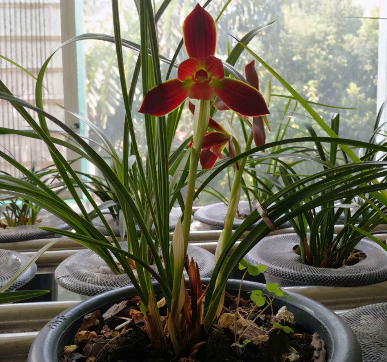 2023年紫冠红素兰花目前价格,春剑中华红素兰花属于什么档次