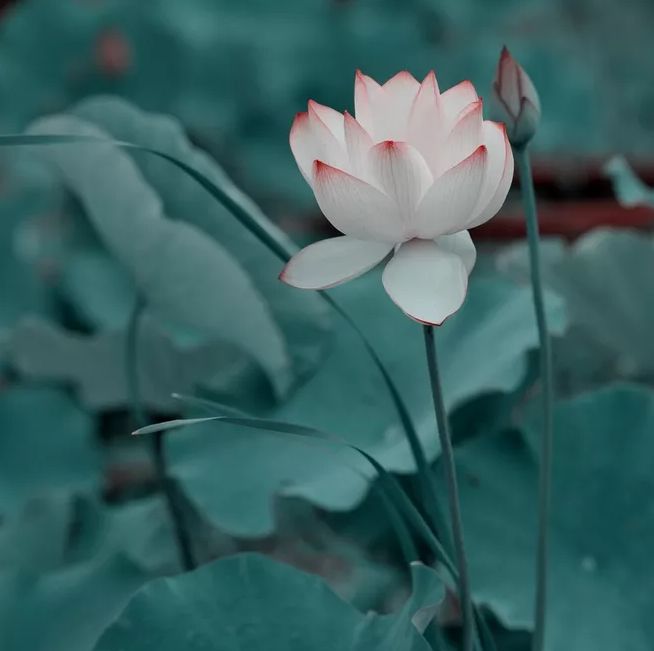 相逢在藕花深处的诗句,藕花深处等一场相逢