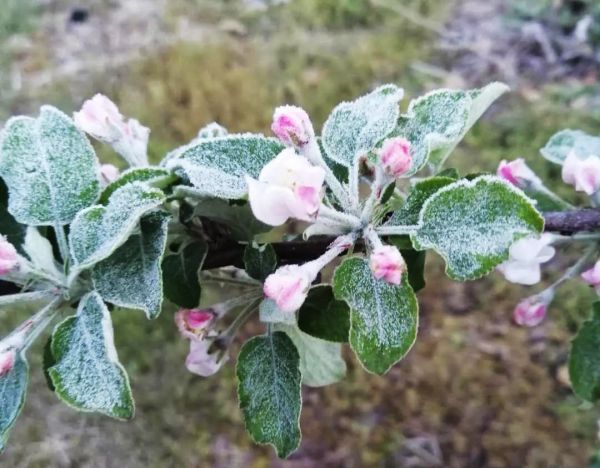 农业霜冻最新消息,霜冻发生后如何补救农作物