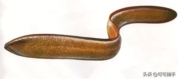 你不知道的海洋里面有什么,十种你没见过的海洋生物