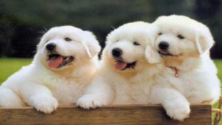 领养狗狗可以挑选品种和年龄么,领养狗狗要领养什么样子的好