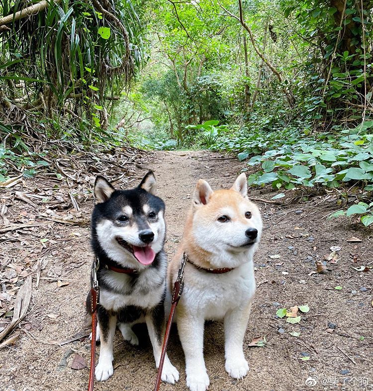 如何饲养柴犬视频讲座,怎么喂养柴犬胖乎乎