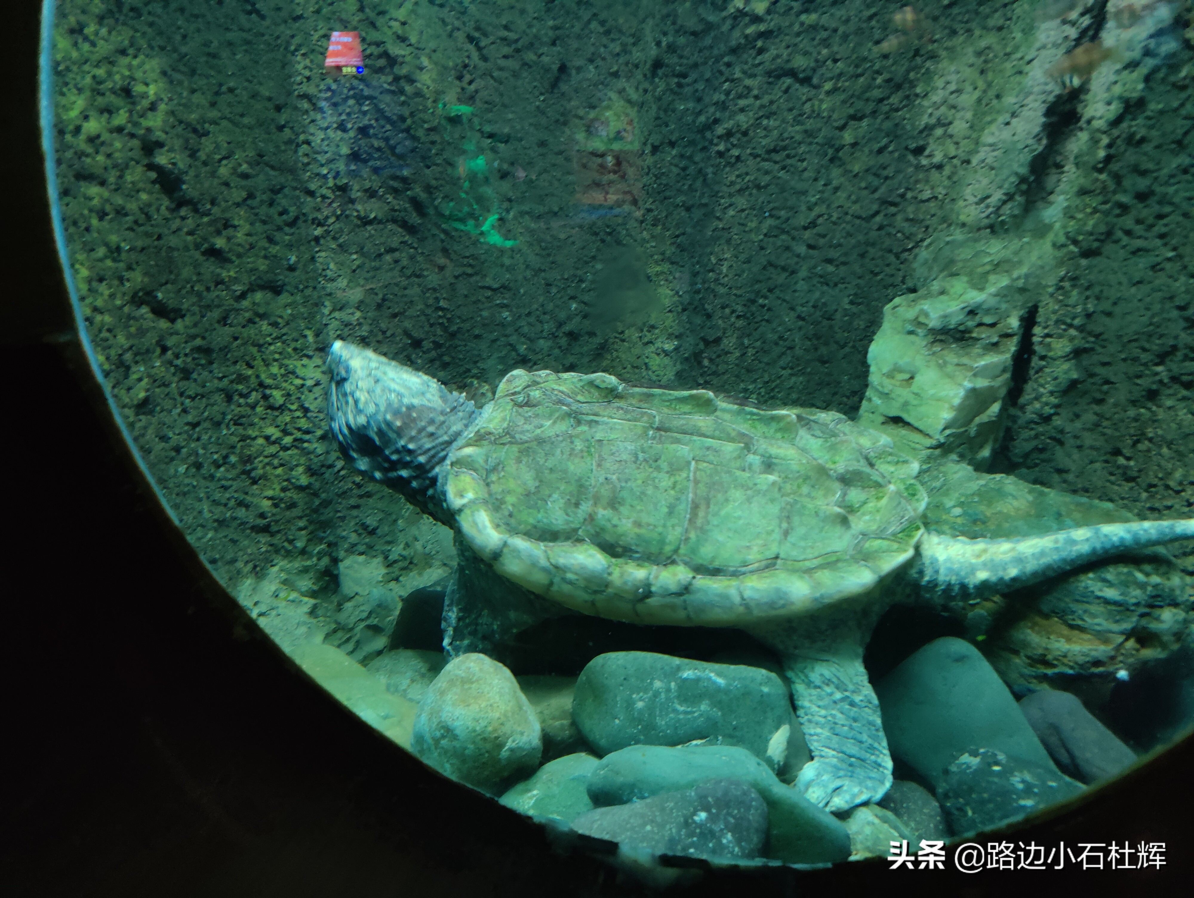 北京海洋馆海底世界和动物园攻略,游北京动物园海洋馆