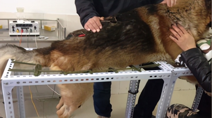 那些年我曾经养过的小狗,那些年我曾经养过的狗