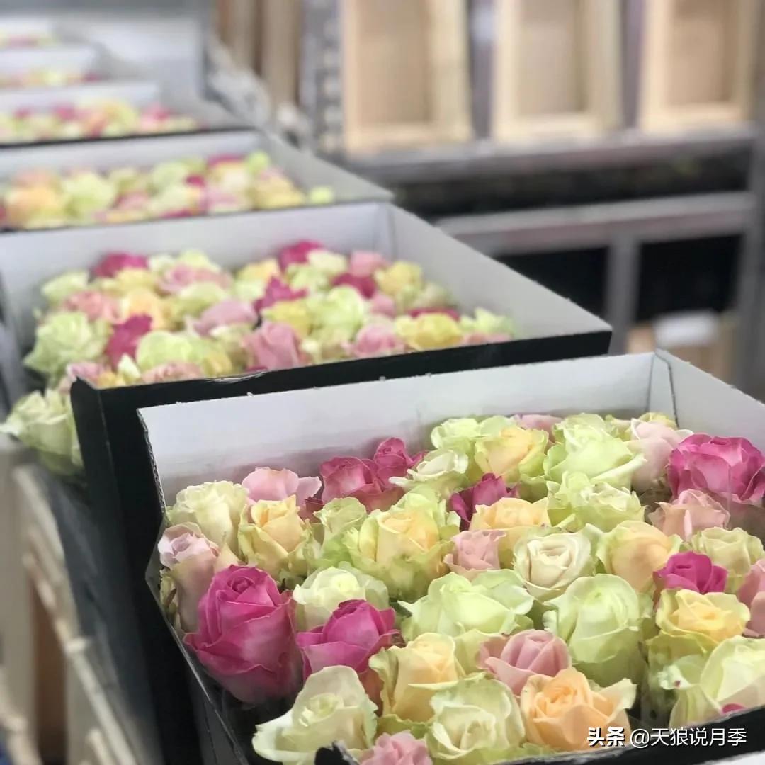 520你最想收到什么玫瑰,520这样的玫瑰你们喜欢吗