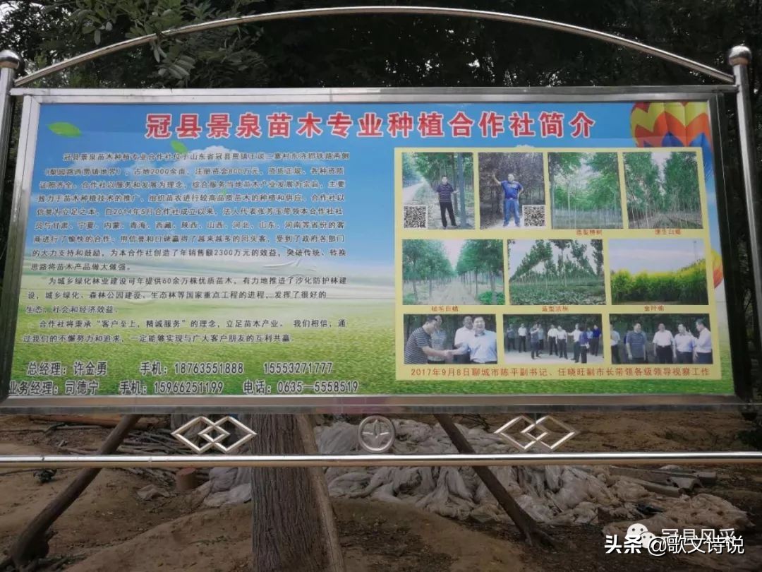 山东冠县精品苗木基地,冠县种植基地