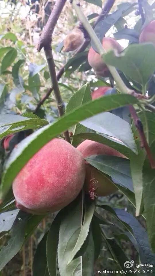 有一种向往叫西双版纳,有一种向往叫诗和远方完整版