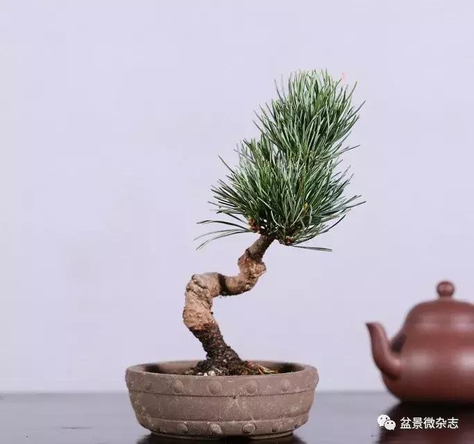 适合室内摆放的意境盆景 (鱼缸盆景有意境高级感视频)