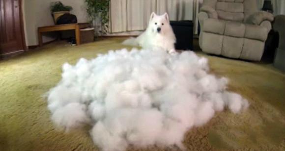 萨摩耶公母的优缺点,萨摩耶十大特点