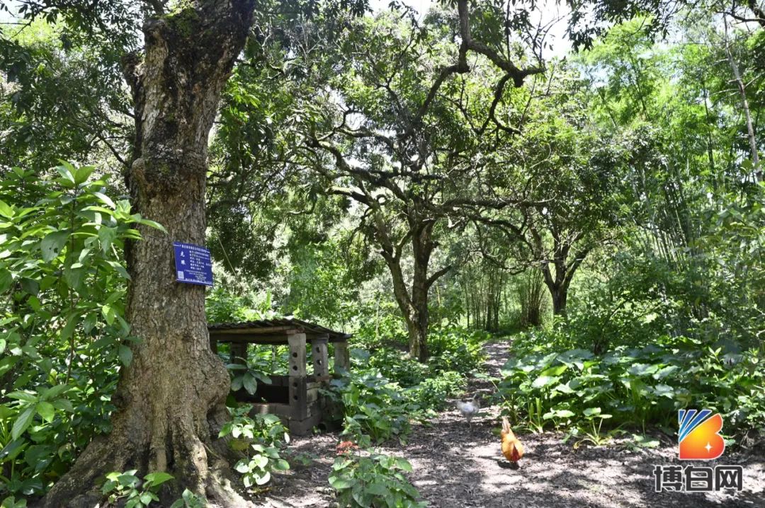 活久见！快成精了？博白发现明朝古树，至今600多年