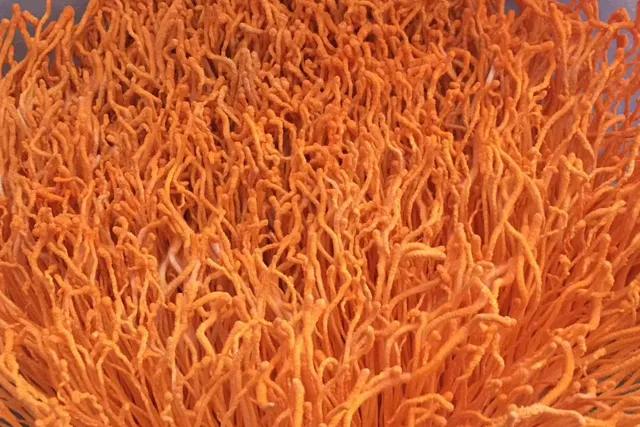 假如虫草会说话——访蛹虫草