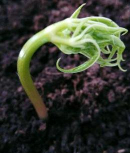 表叔阳台上养人参，管理省心，乐趣多，学会了可大面积种植