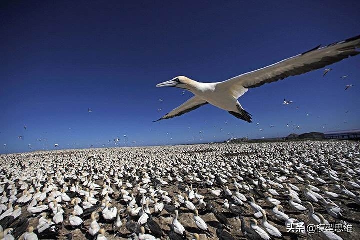 25涓鏈嶆ā鍨嬭鍒汉鍚綘鎸囨尌,鎬濈淮妯″瀷棰嗚