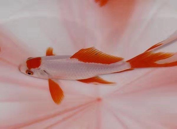 最容易养的中型观赏鱼冷水鱼,最适合家庭饲养的冷水鱼