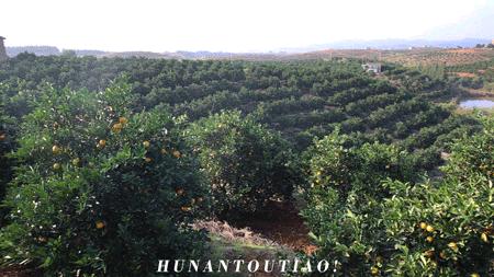 超爽福利暴击！高山神秘“金疙瘩”,甜蜜你的冬天