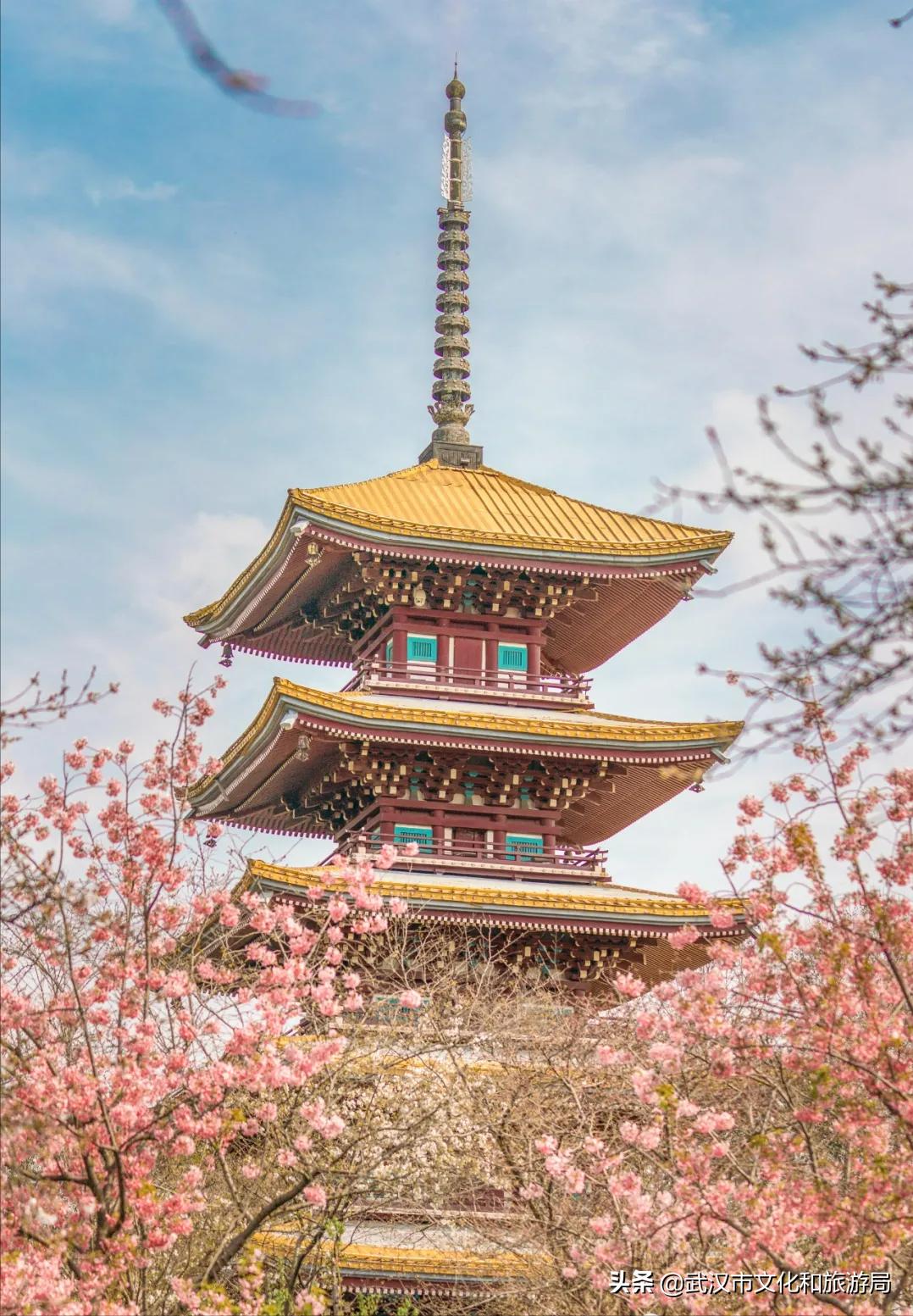 花young官方购票,花young套餐29元103g联通