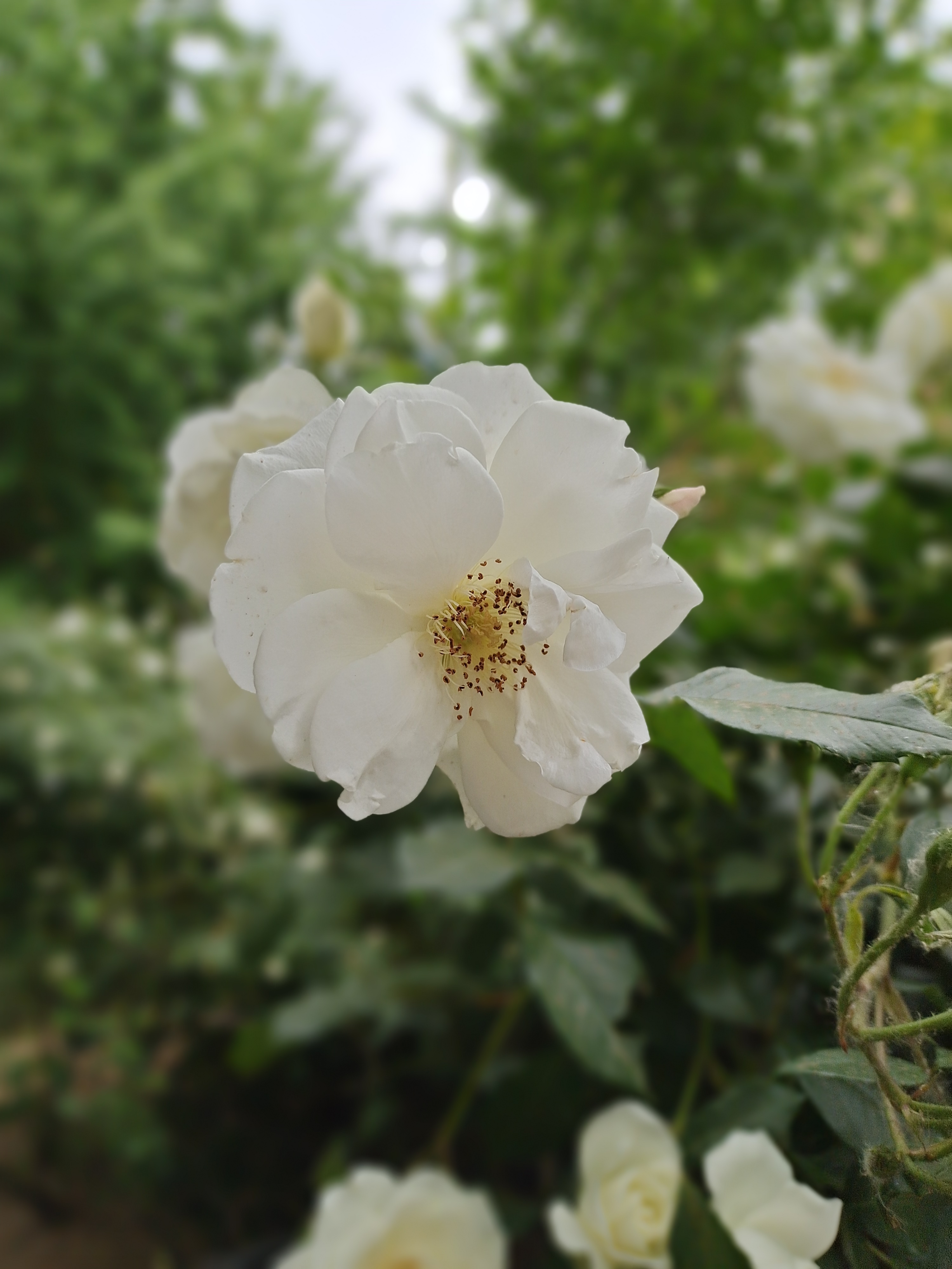 vivos6又曝亮点轻薄机身,vivos6性能提升