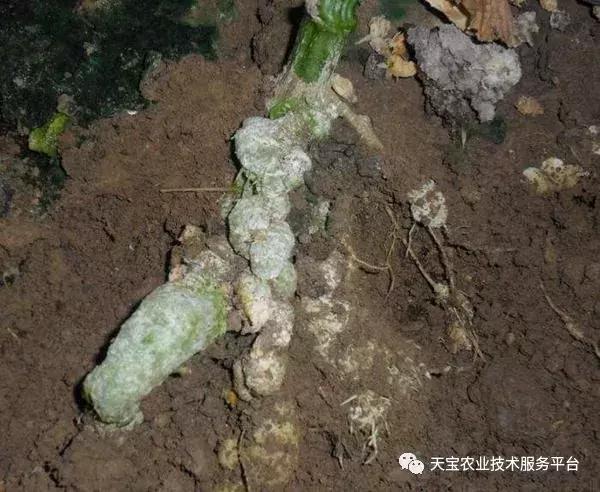 地没劲，根系弱，病害多......这些方法最管用