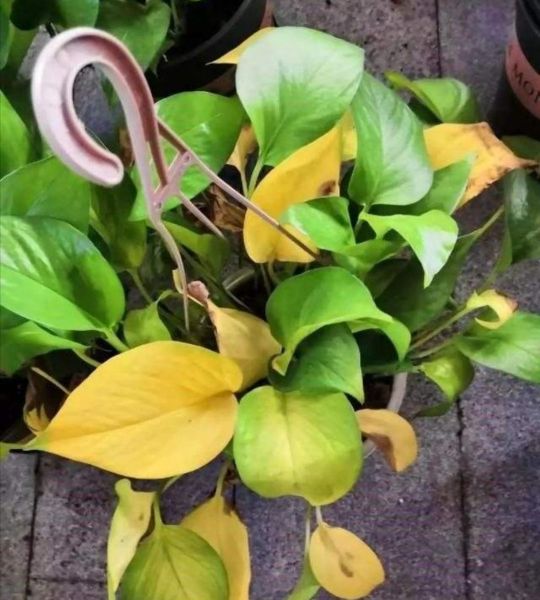 绿萝散射光养护,绿萝的特点和养护常识有哪些