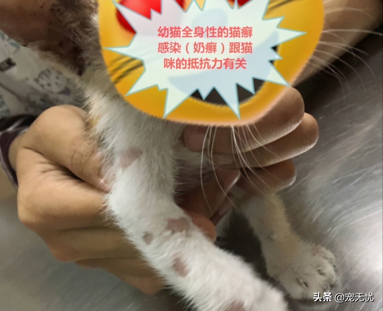 猫咪感染癣,猫咪感染猫癣怎么办