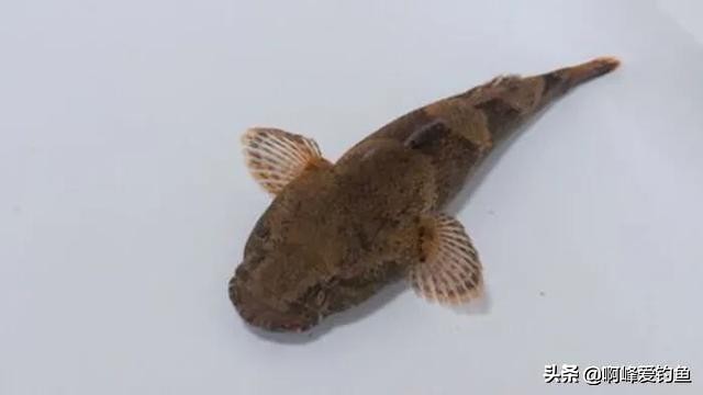 小溪垂钓野生溪鱼非常过瘾,福建农村小溪最常见的鱼