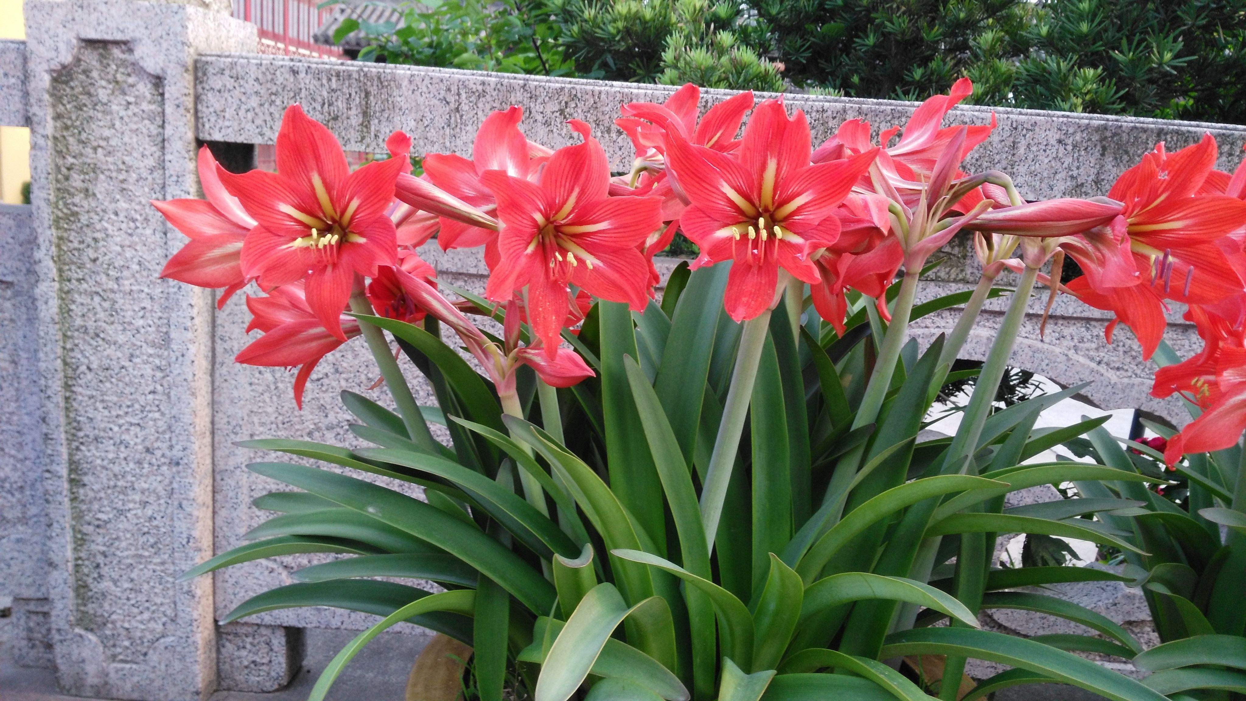 朱顶红小苗晒蔫儿了还能活吗,朱顶红开花了怕晒吗