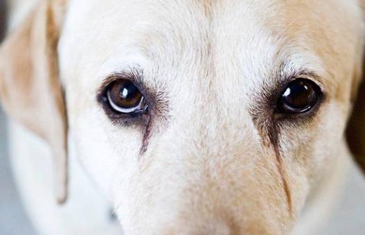 狗狗泪痕怎么也除不掉,狗狗泪痕怎么去也去不掉了怎么办