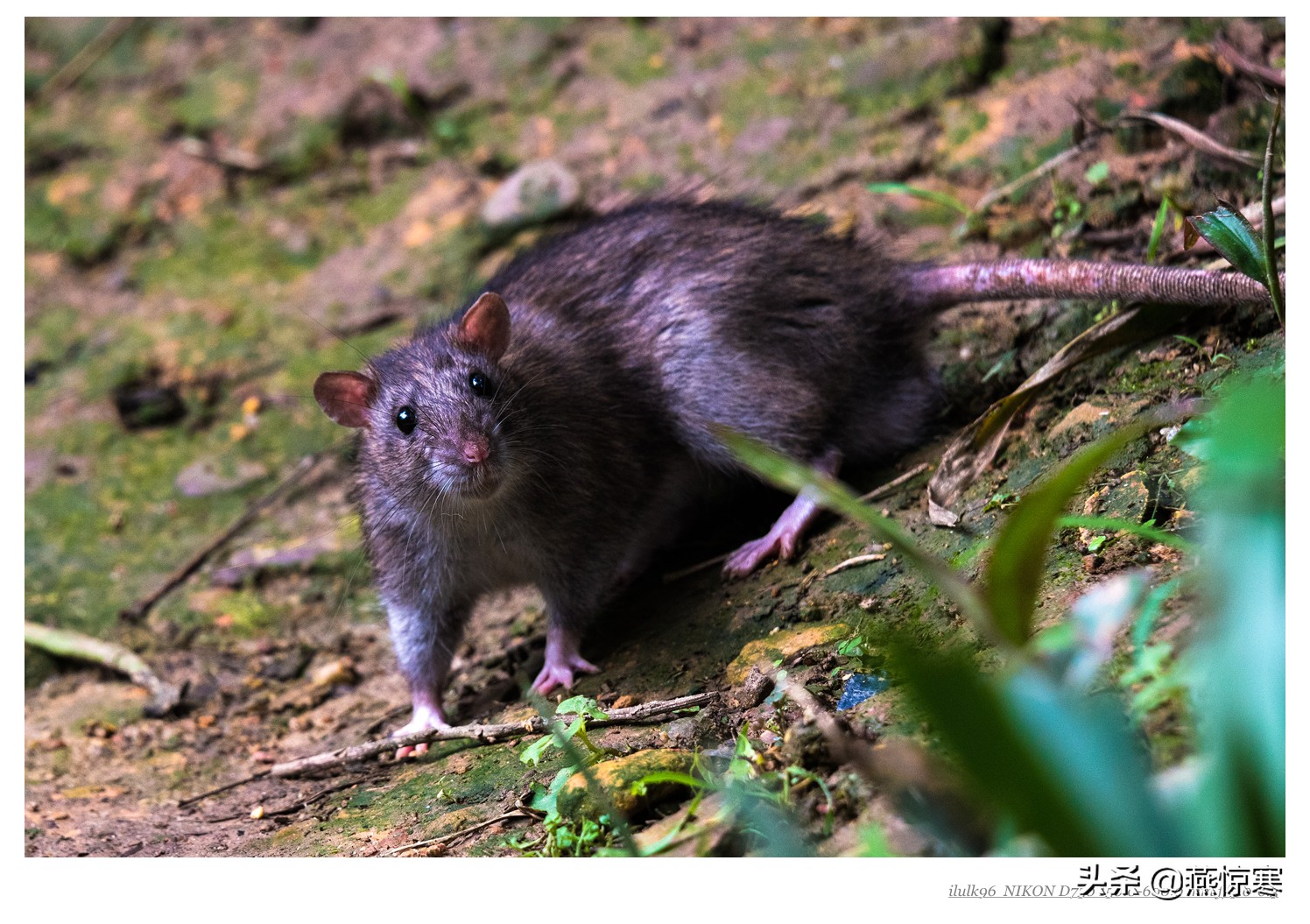 说说我用过的那些相机和镜头（3）：尼康篇