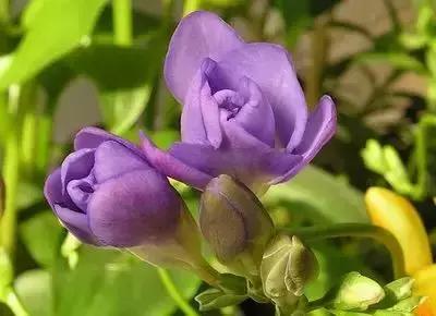 100种花的英文和花语是什么,100种花的花语以及送花礼仪分享