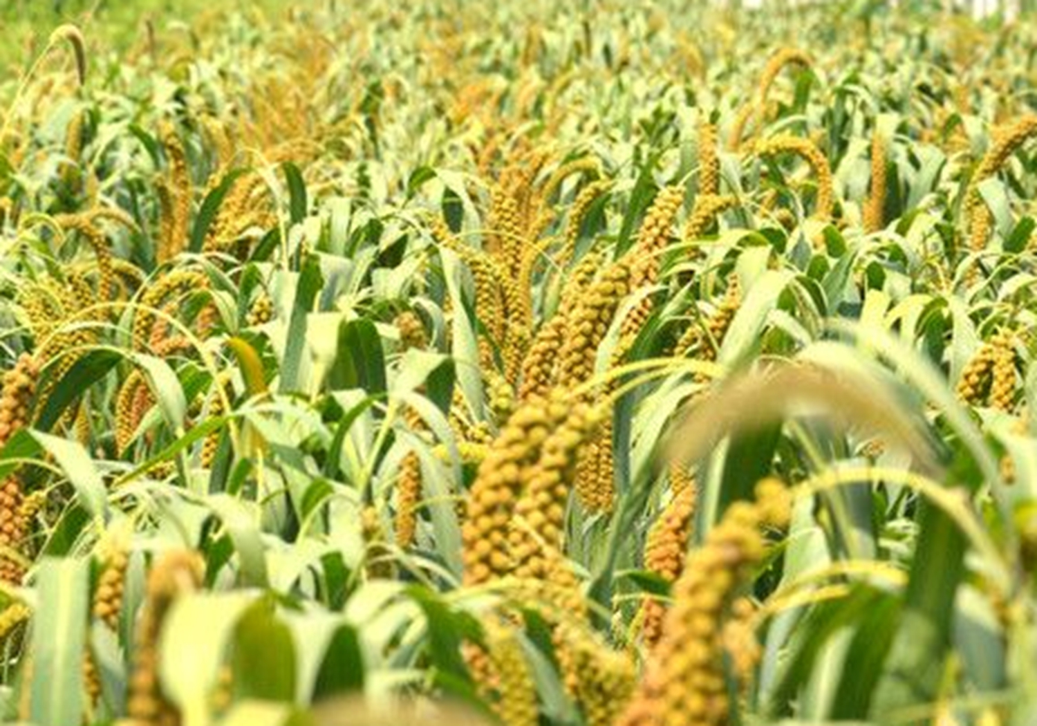 谷子种植，了解其生育阶段，是实现高产的基础，你学会了吗